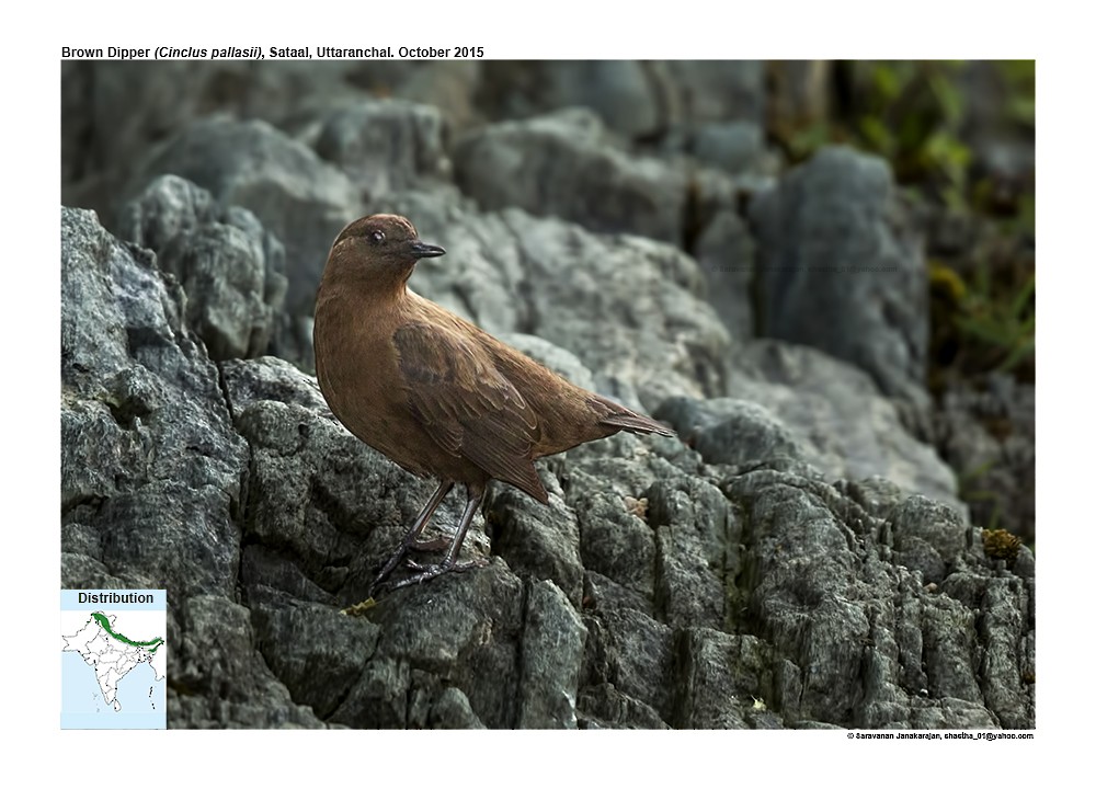 Brown Dipper - ML617279501