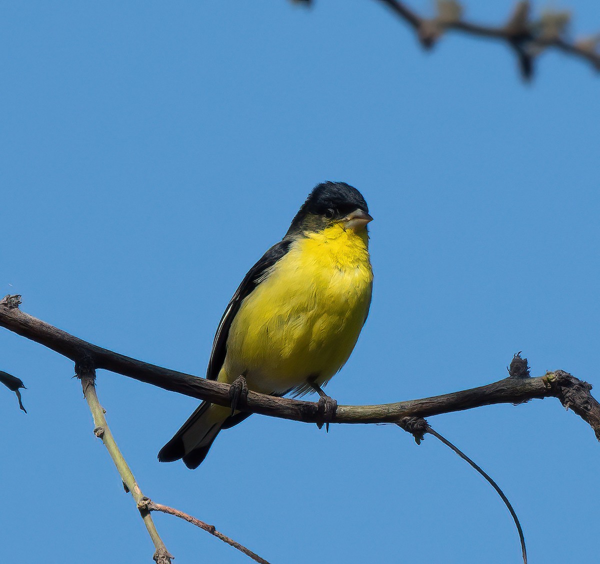 Lesser Goldfinch - Gordon Karre