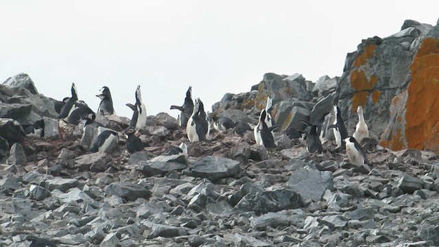 Chinstrap Penguin - ML617279633