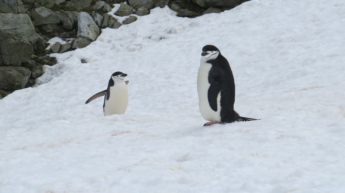 Chinstrap Penguin - ML617279641