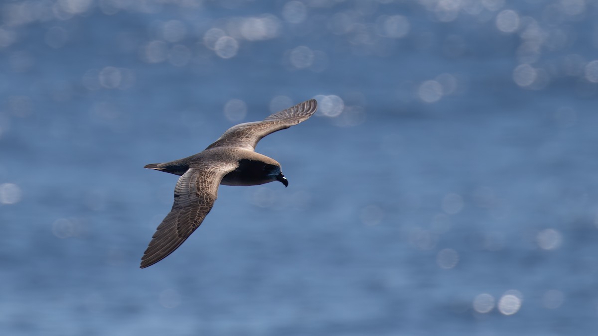 Providence Petrel - paul mclelland