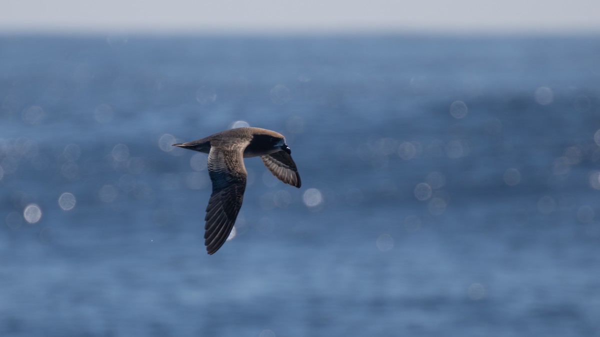 Providence Petrel - paul mclelland