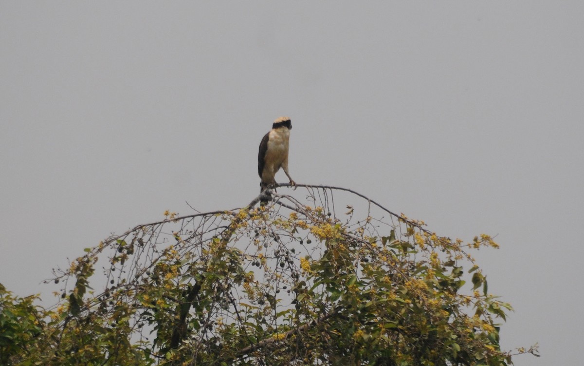 Laughing Falcon - William Figueroa WILLIAMBIRDING