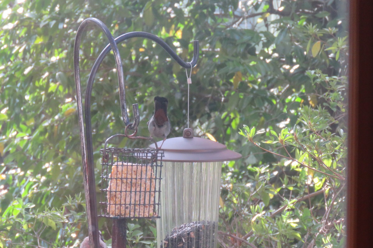 Gray Catbird - ML617279760