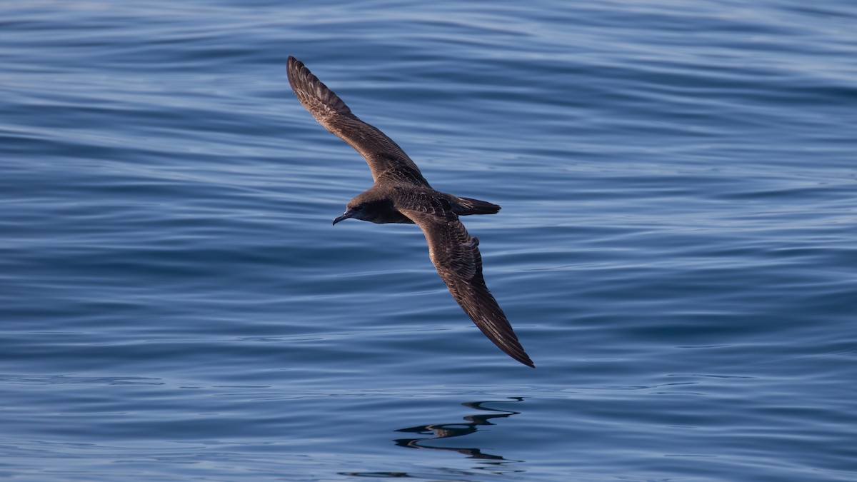 Wedge-tailed Shearwater - ML617279762