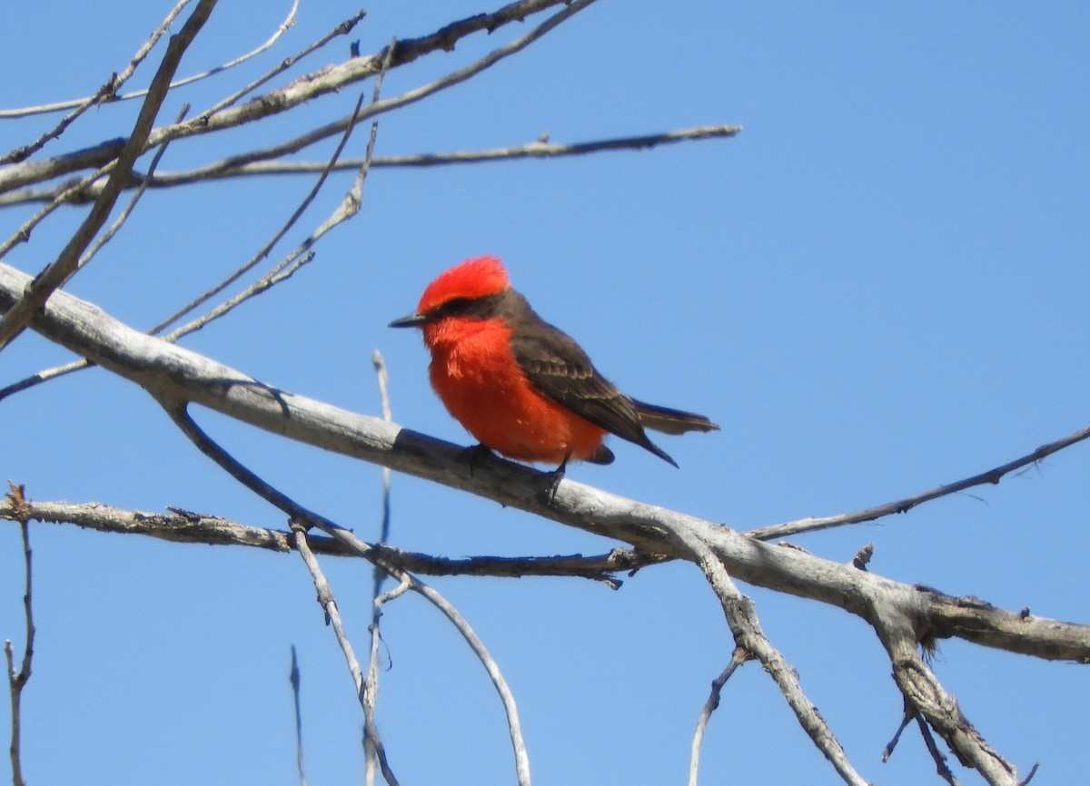 Vermilion Flycatcher - ML617279768