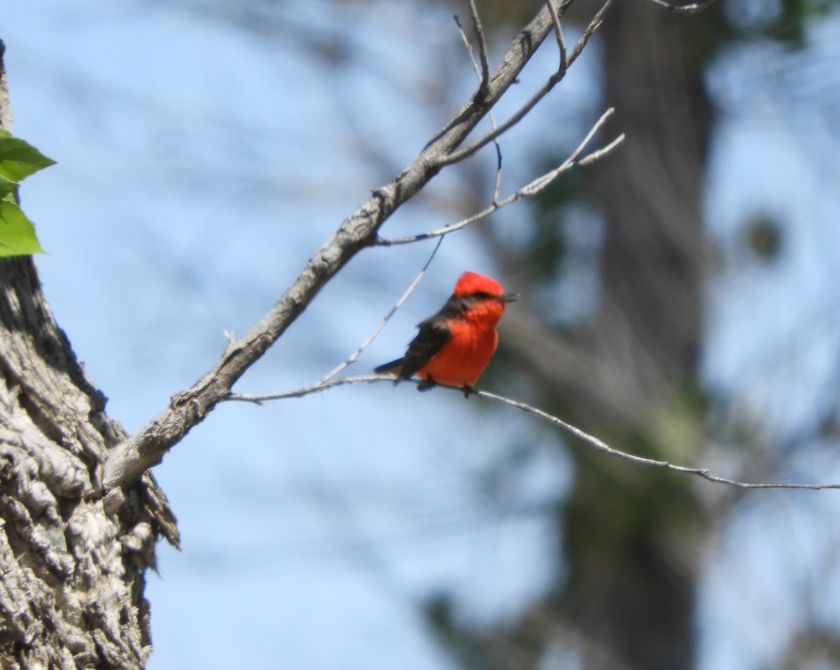 Vermilion Flycatcher - ML617279769