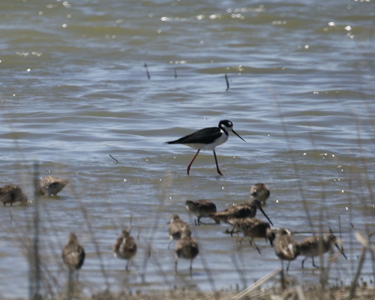 Black-necked Stilt - ML617279844