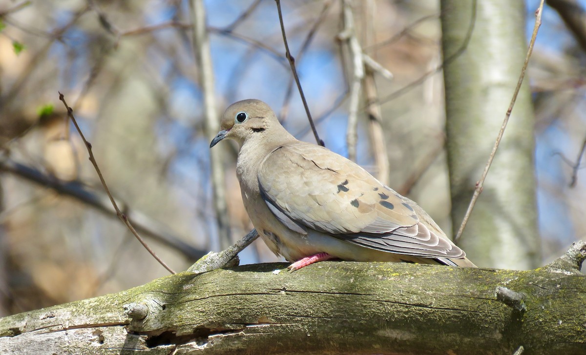 Mourning Dove - Quentin Yoerger