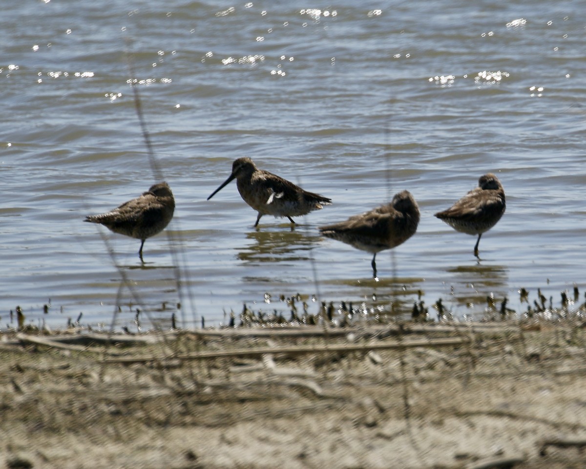 Long-billed Dowitcher - ML617279862