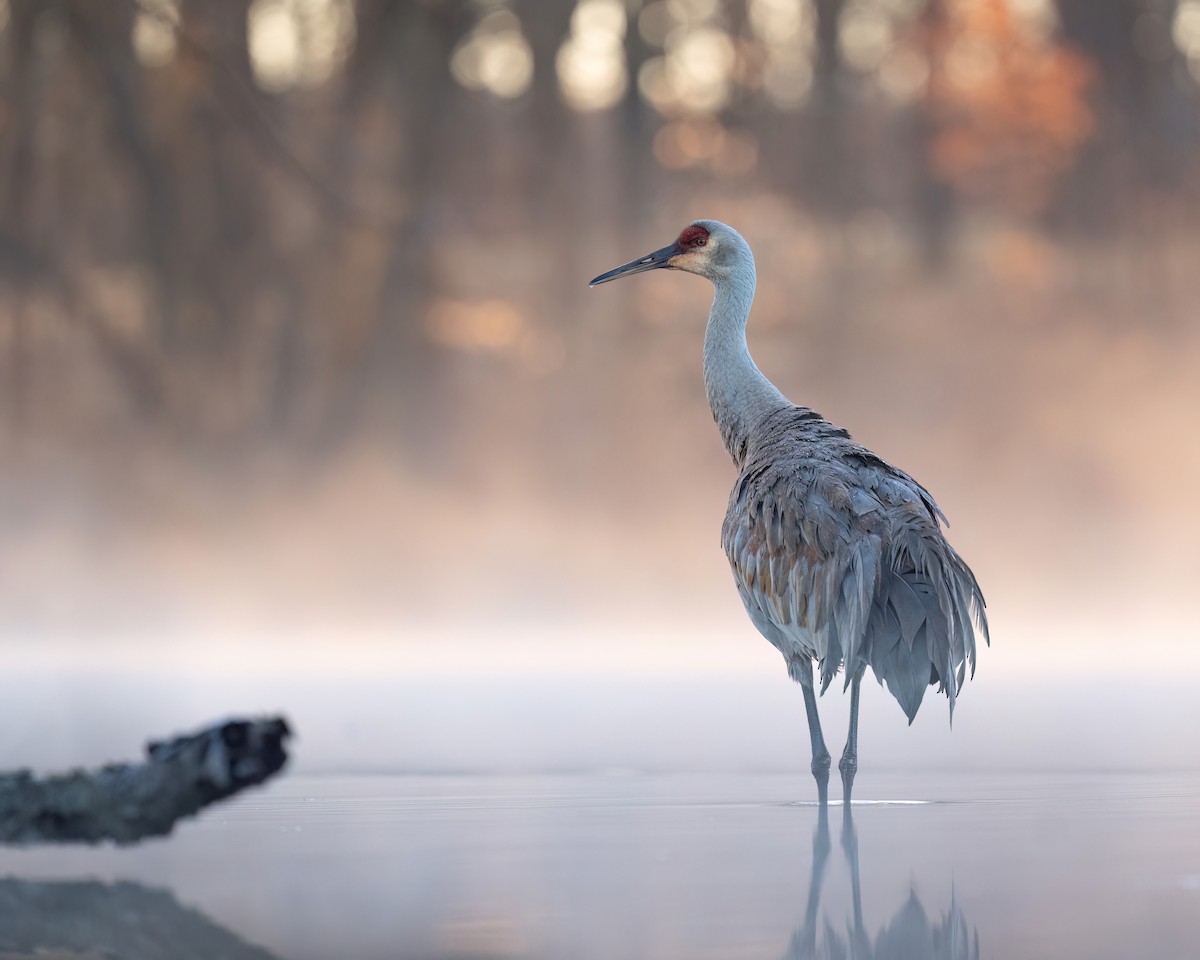 Sandhill Crane - ML617279877