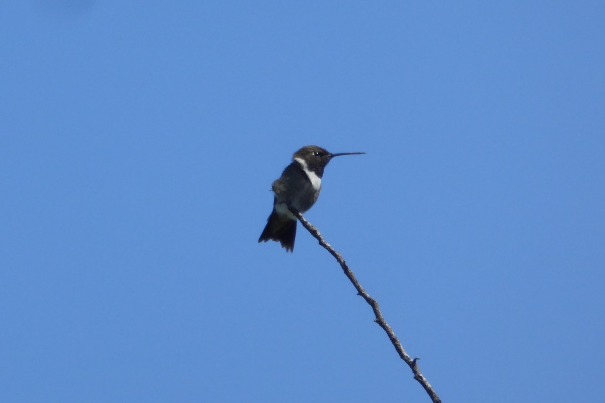Black-chinned Hummingbird - ML617279891