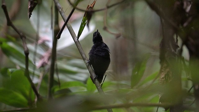 Black Bushbird - ML617279918