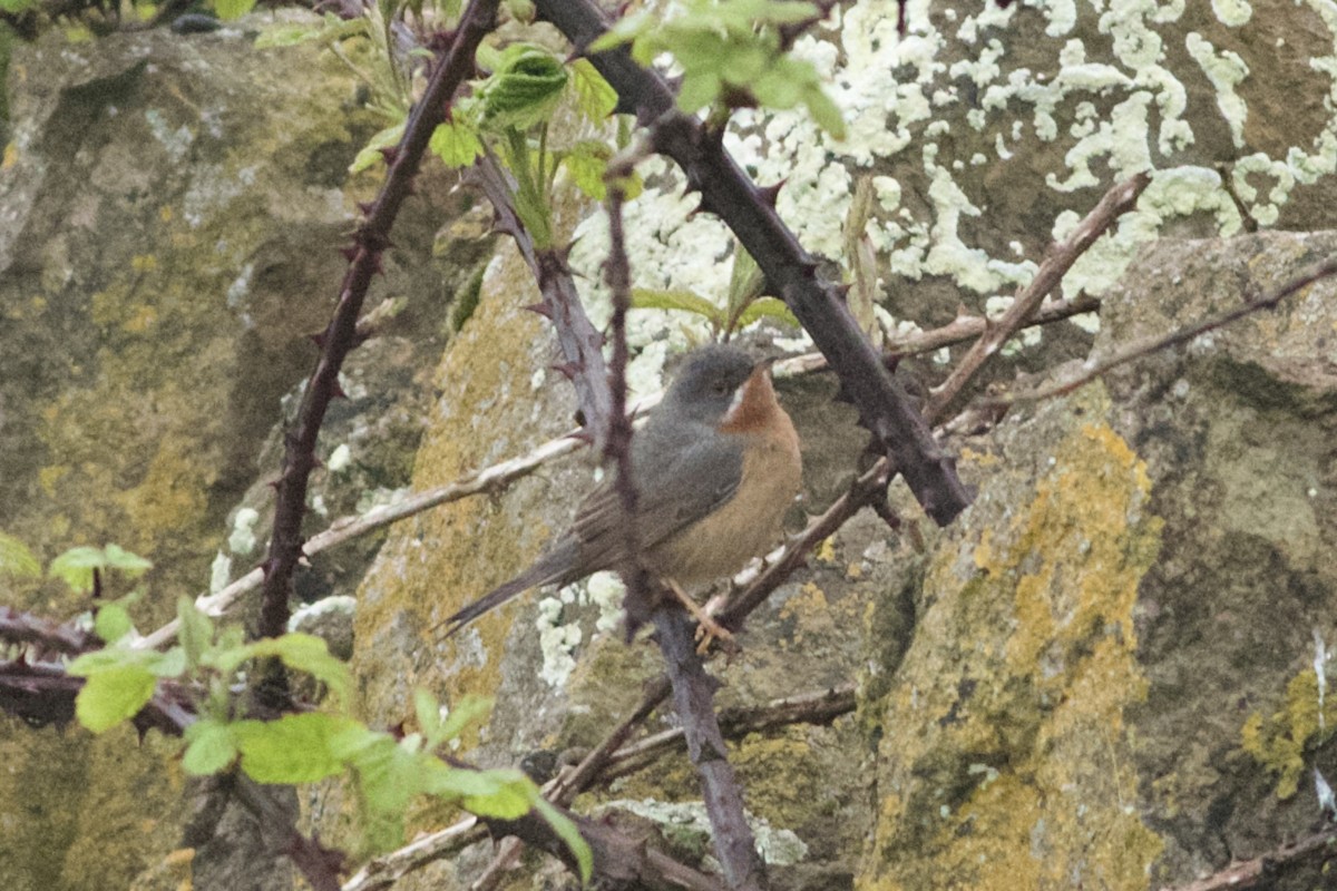 Western Subalpine Warbler - ML617279974