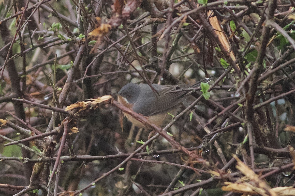 Western Subalpine Warbler - Brian McCloskey