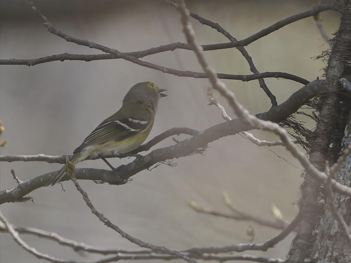 White-eyed Vireo - ML617280014