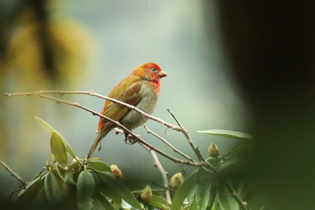 Crimson-browed Finch - Jason Estep