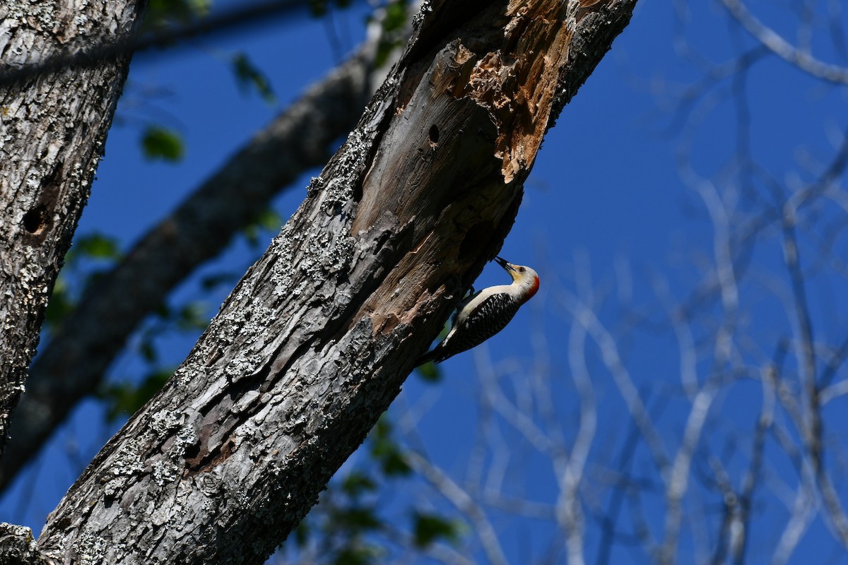 Red-bellied Woodpecker - Brandy Falise