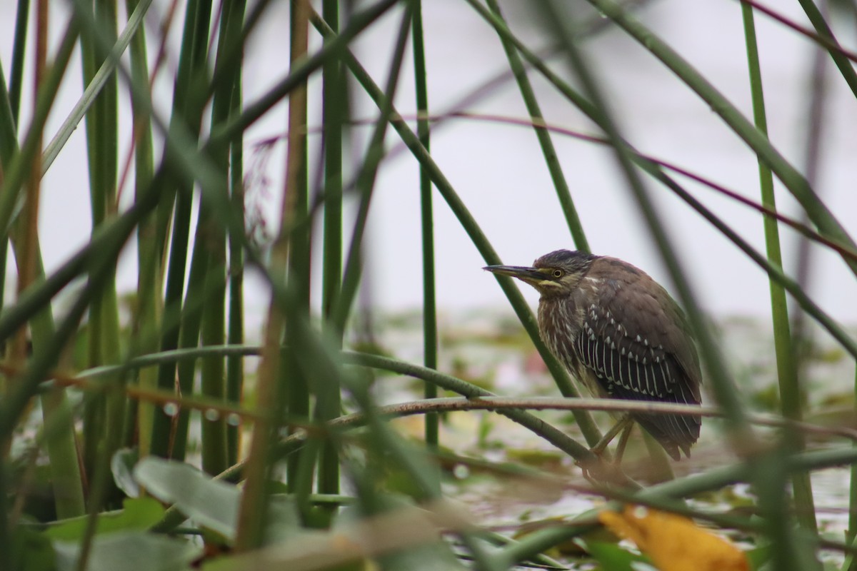 Striated Heron - ML617280028