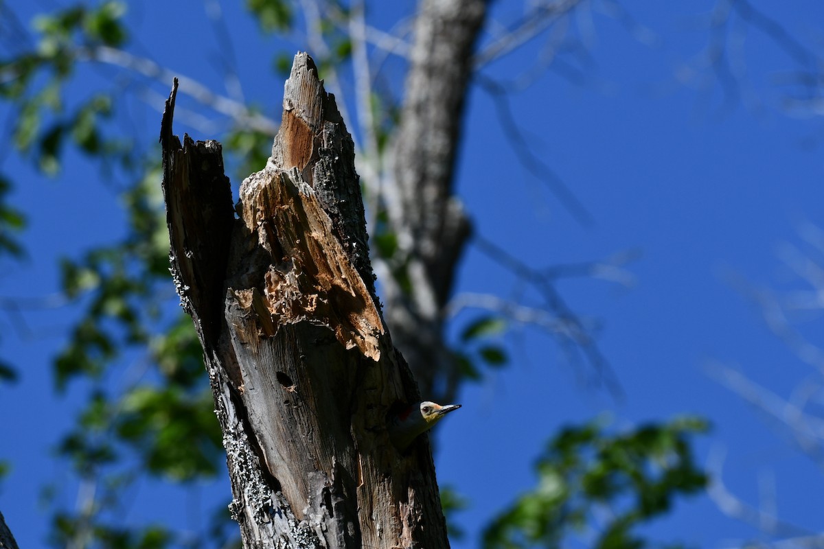 Red-bellied Woodpecker - Brandy Falise