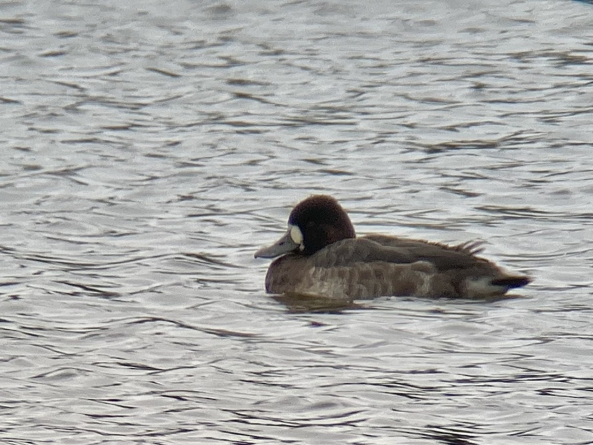 Lesser Scaup - ML617280038