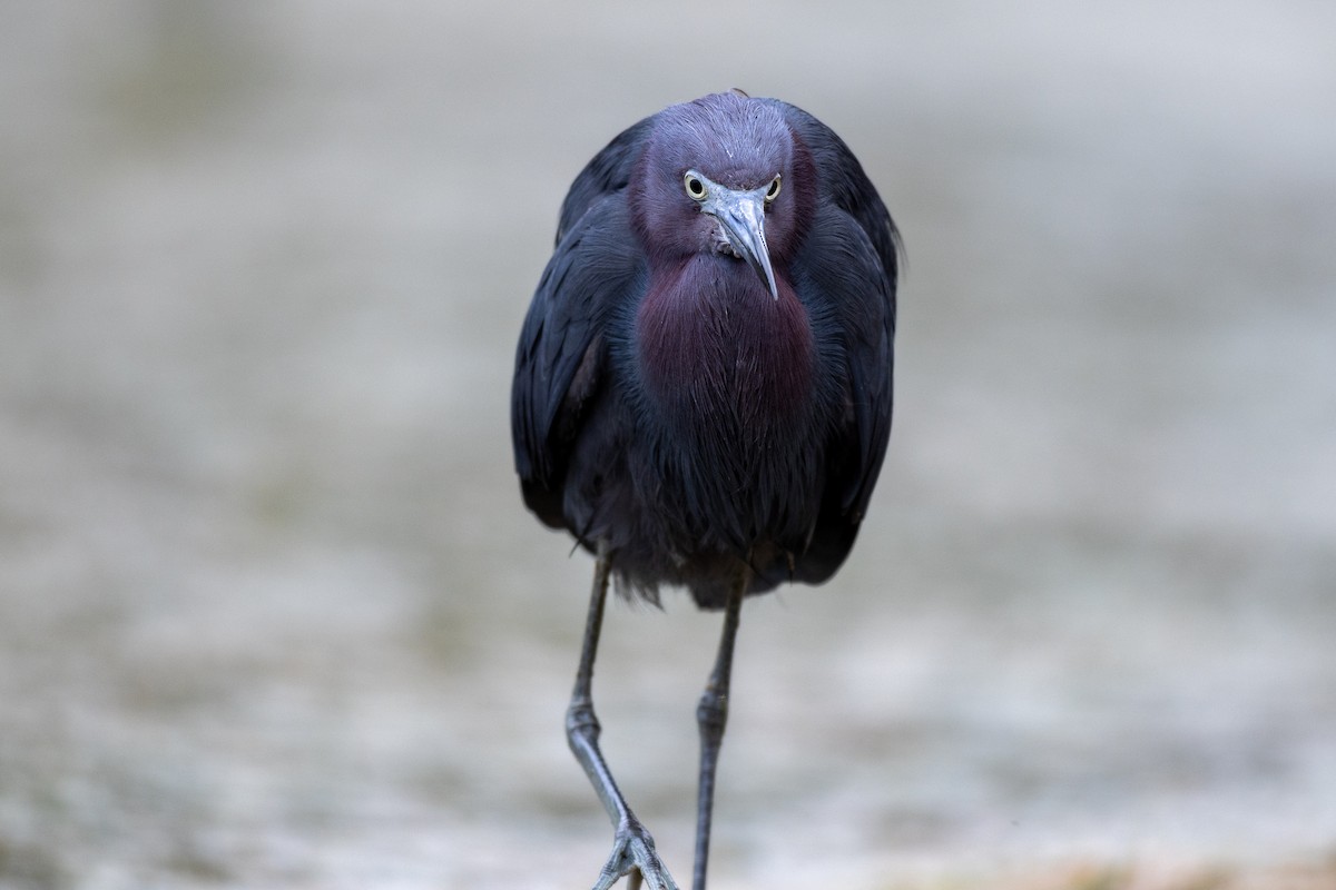 Little Blue Heron - ML617280042