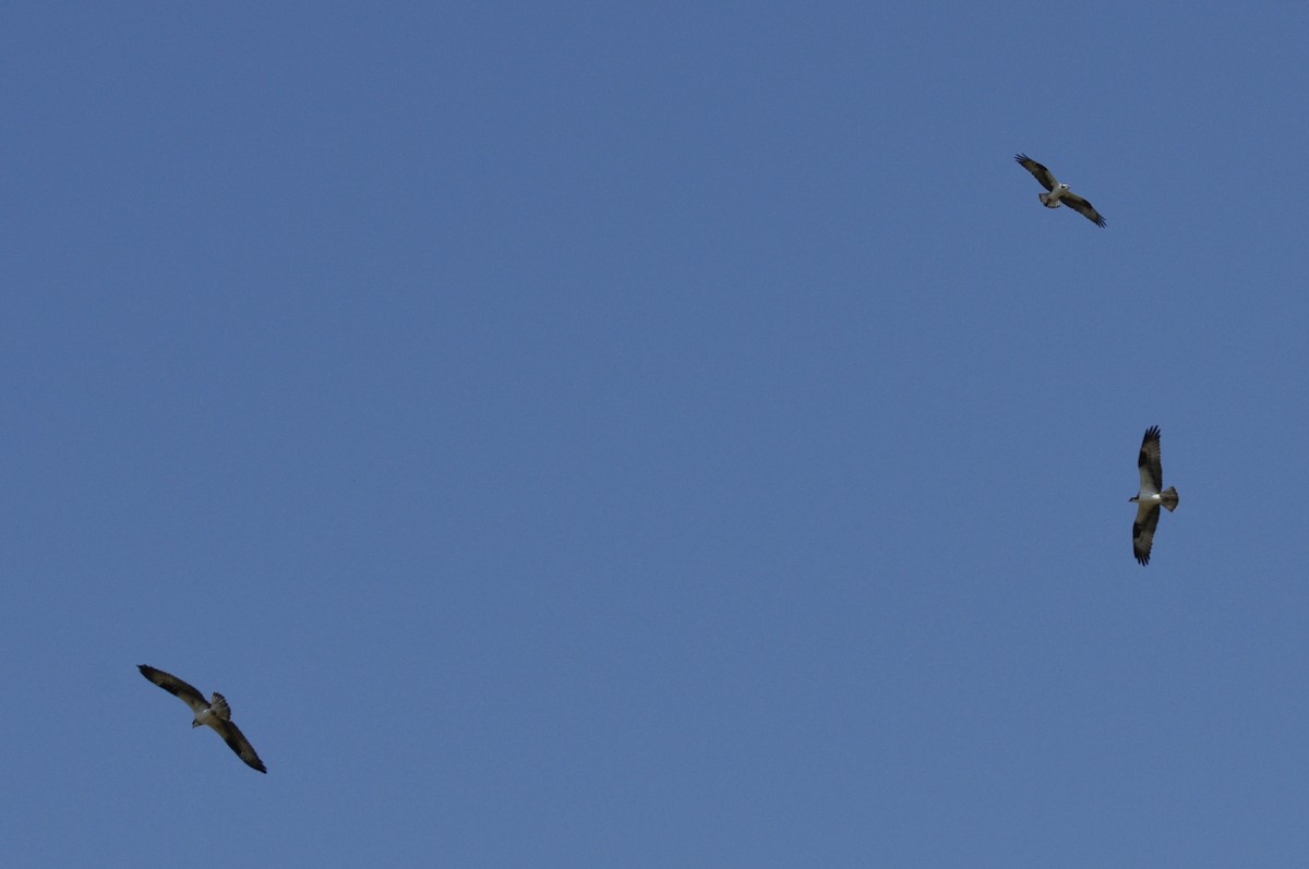 Osprey - ML617280045