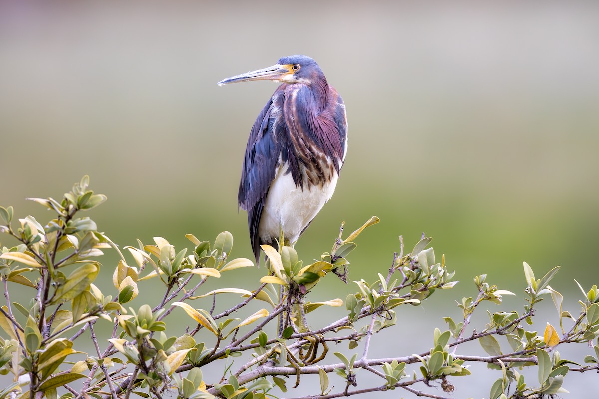 Tricolored Heron - ML617280075