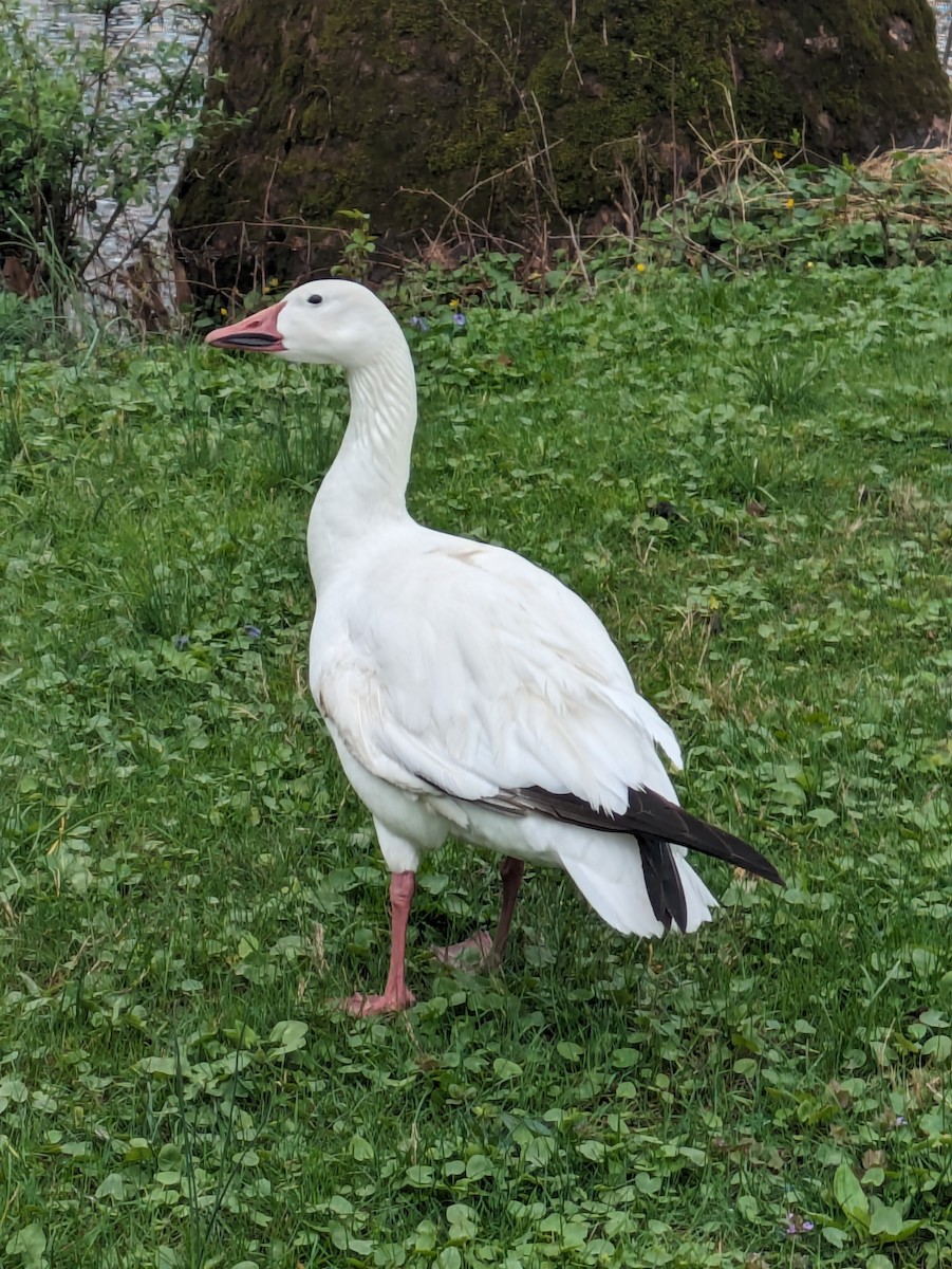 Snow Goose - ML617280084