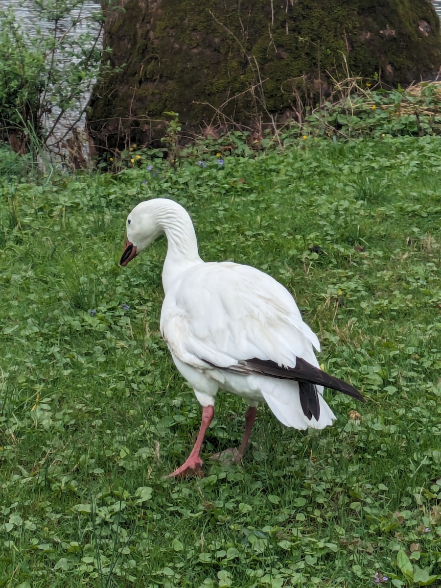 Snow Goose - ML617280089