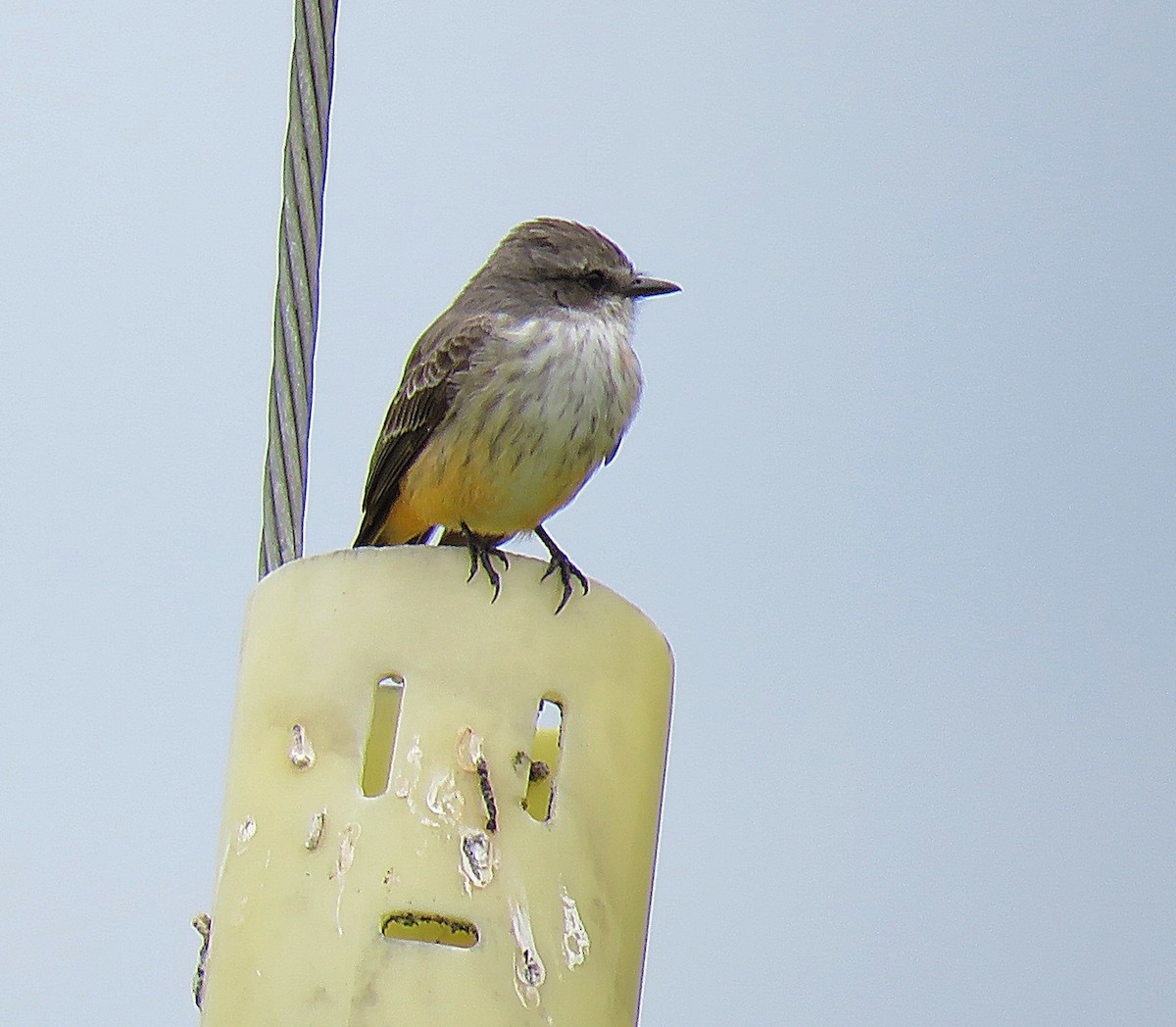 Vermilion Flycatcher - ML617280103