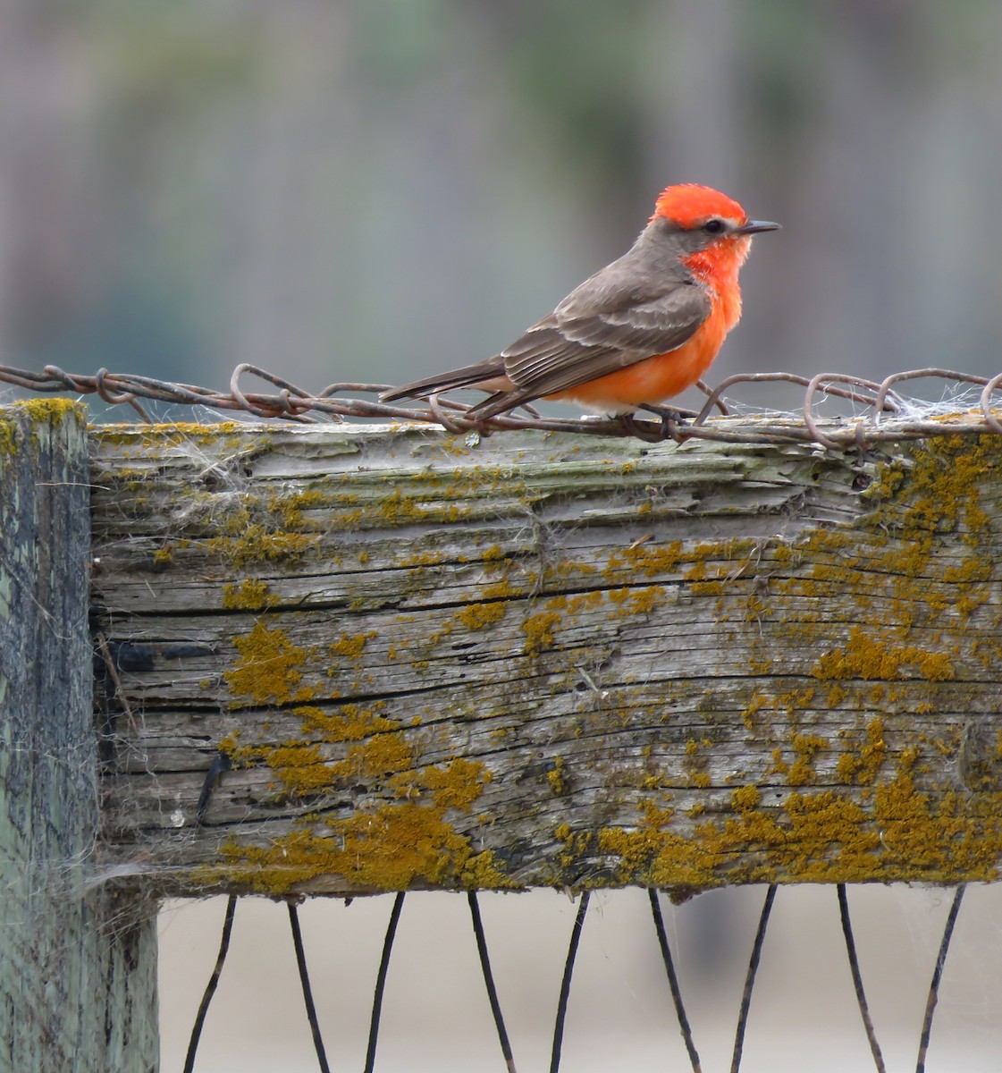 Vermilion Flycatcher - ML617280105