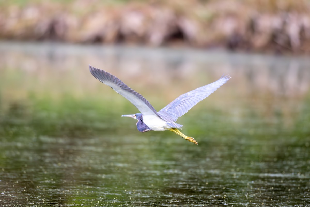 Tricolored Heron - ML617280110