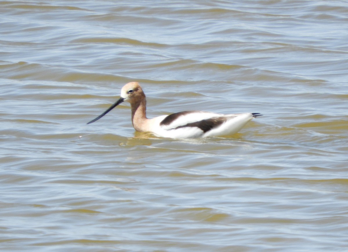 American Avocet - Doug Spindler