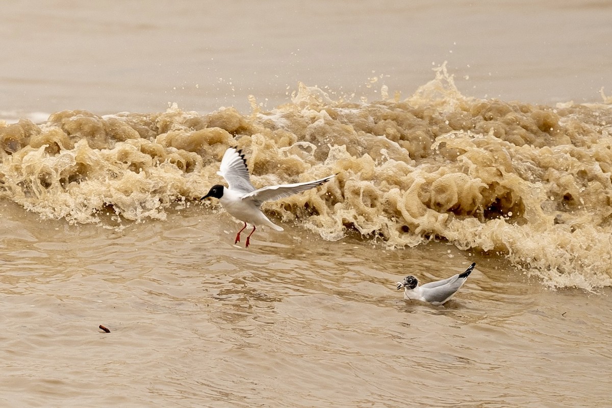 Bonaparte's Gull - ML617280147