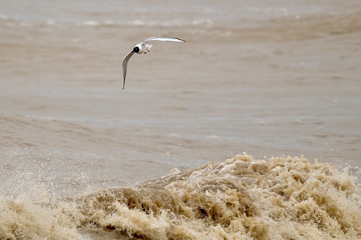 Bonaparte's Gull - ML617280148