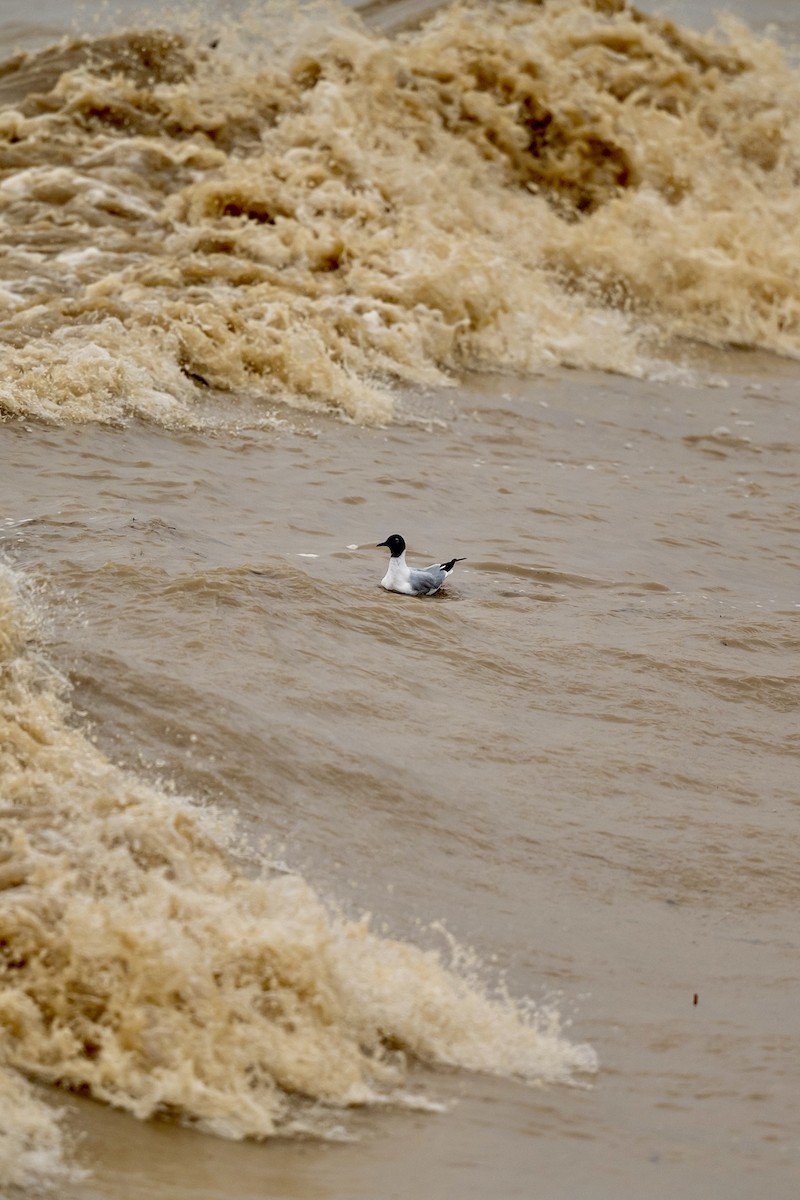 Bonaparte's Gull - ML617280149