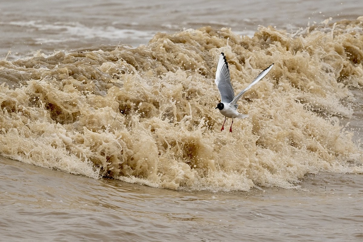 Bonaparte's Gull - Bill Massaro