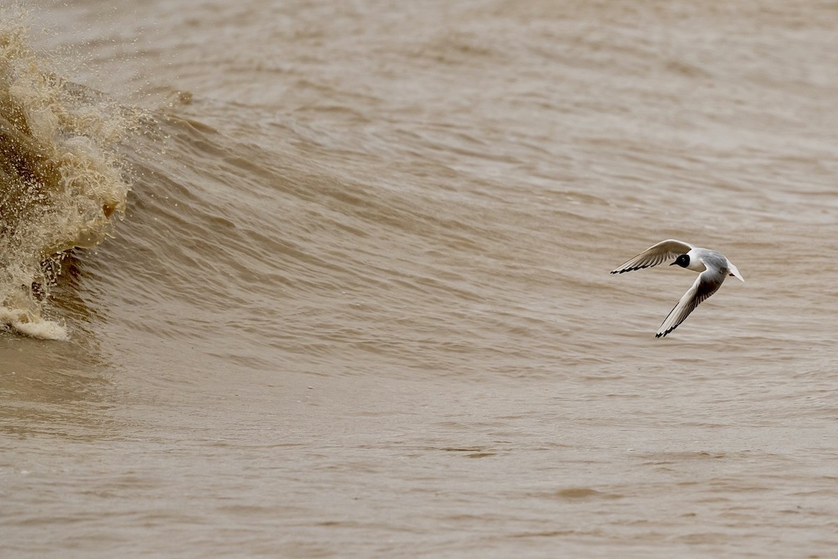 Bonaparte's Gull - ML617280151