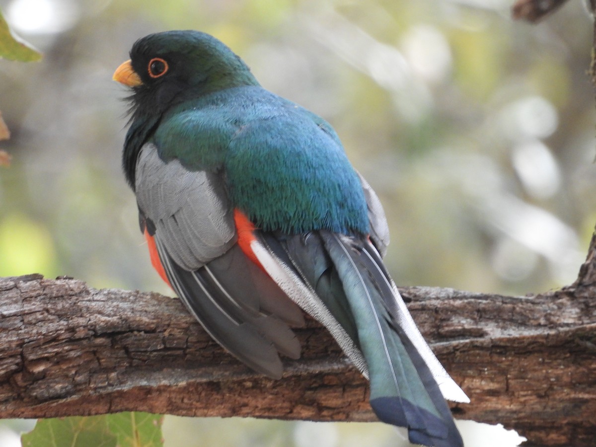 Elegant Trogon - ML617280153