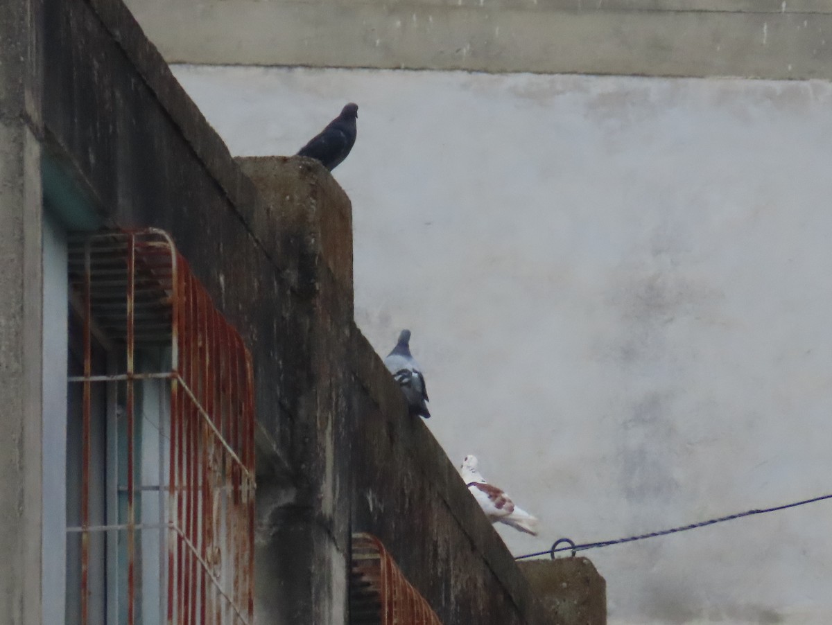 Rock Pigeon (Feral Pigeon) - ML617280187