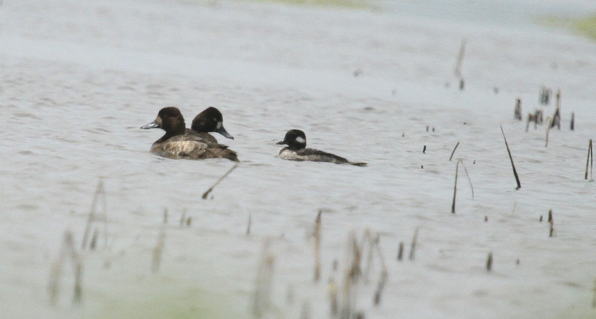 Bufflehead - ML617280198