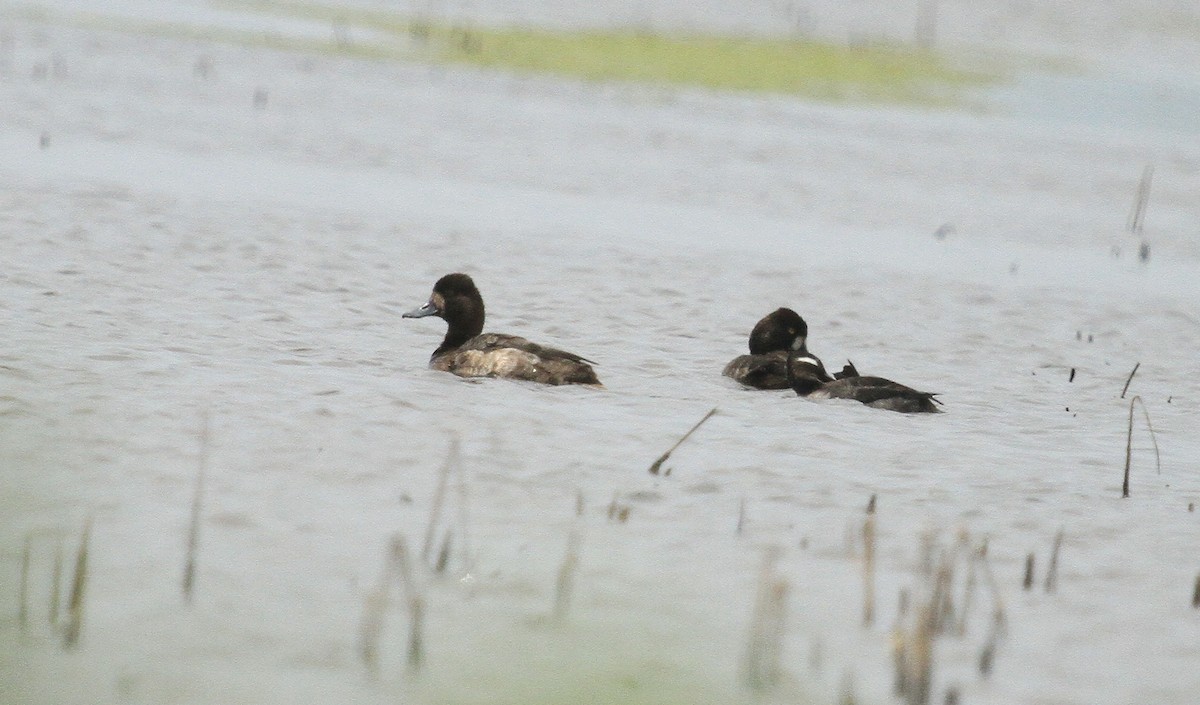 Lesser Scaup - ML617280200