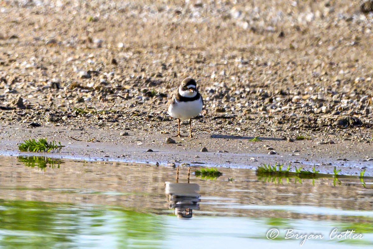 Semipalmated Plover - ML617280223