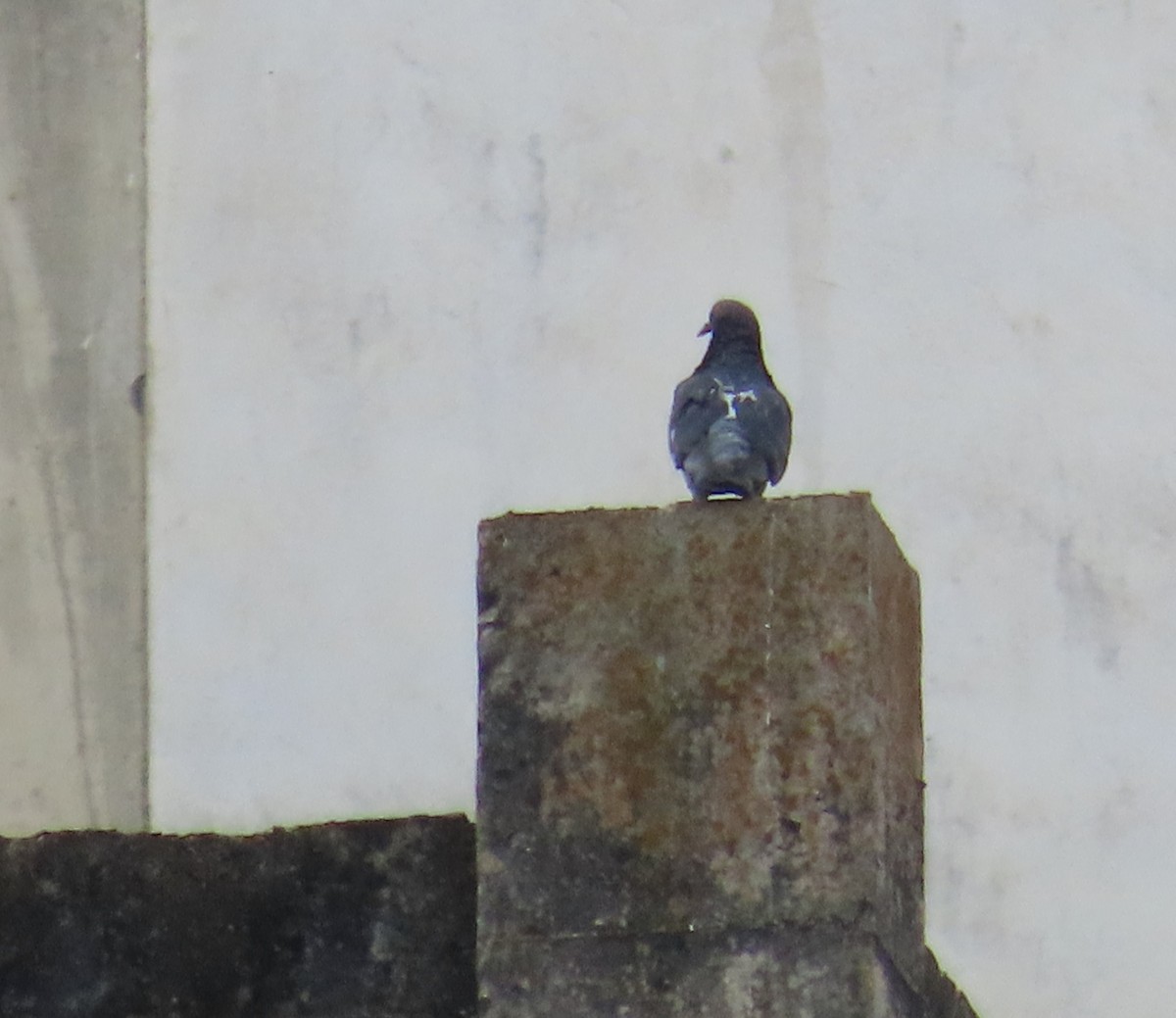 Rock Pigeon (Feral Pigeon) - ML617280242