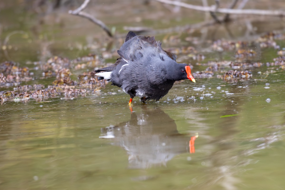 Common Gallinule - ML617280265