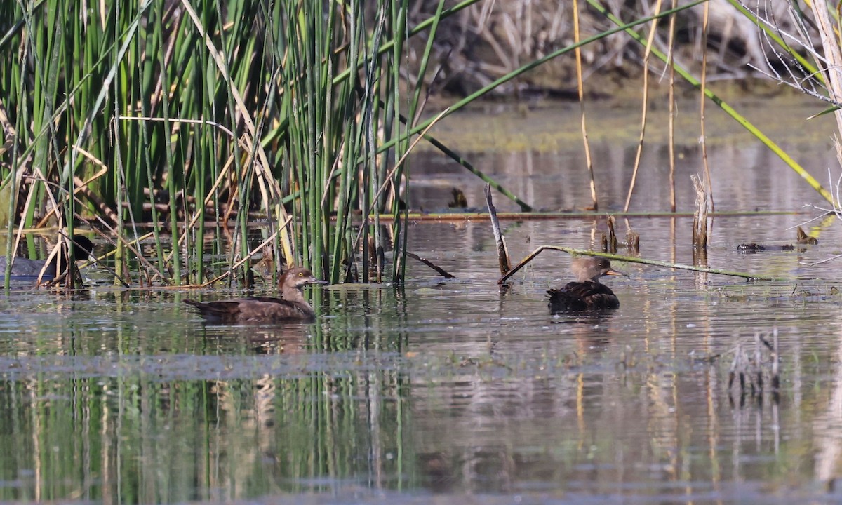 Hooded Merganser - ML617280281