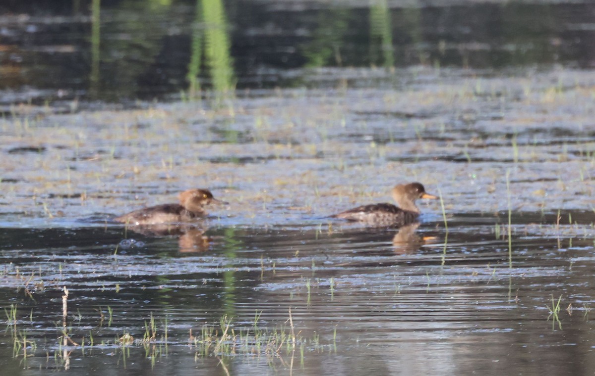 Hooded Merganser - ML617280282