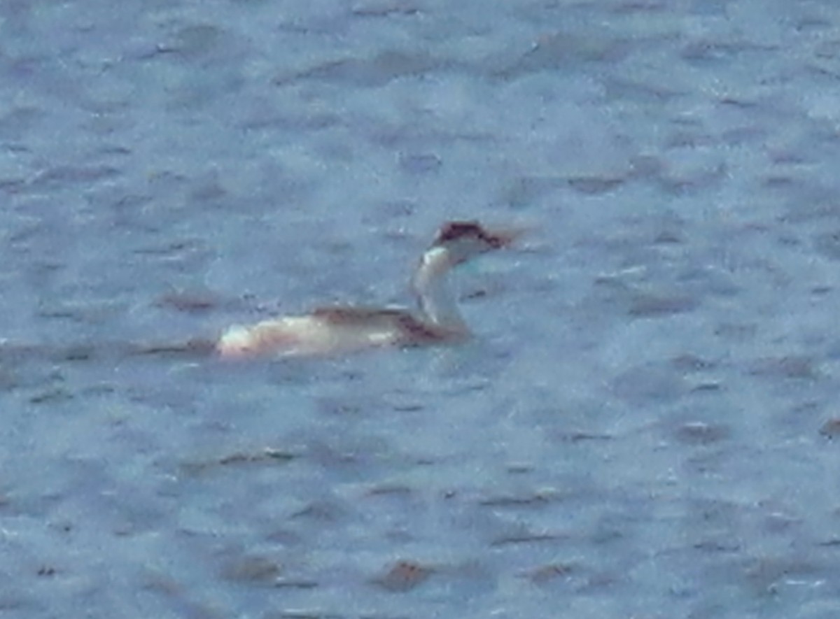 Clark's Grebe - ML617280353