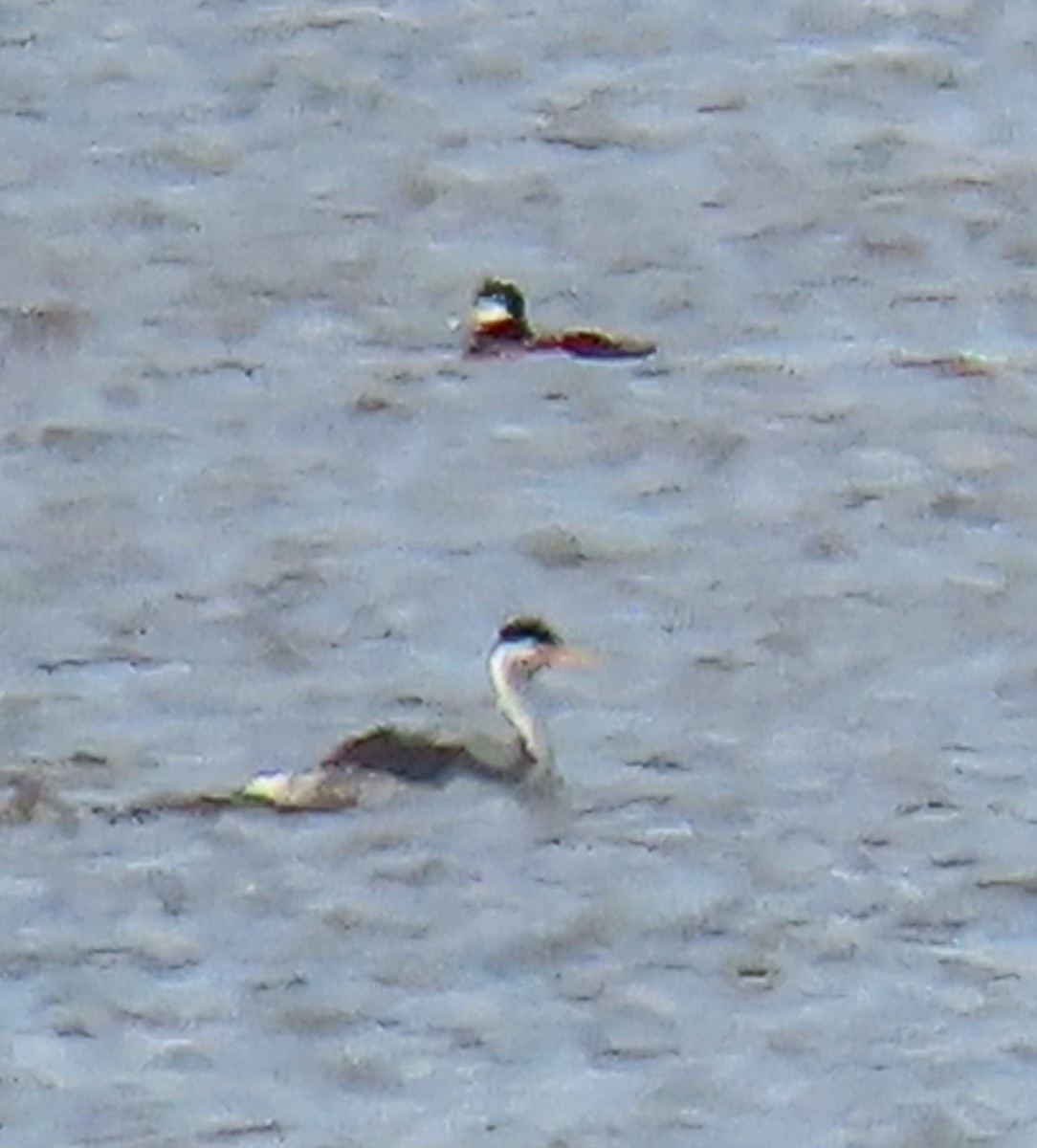 Clark's Grebe - ML617280355